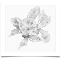 Arty Lilies - Carol Sparkes